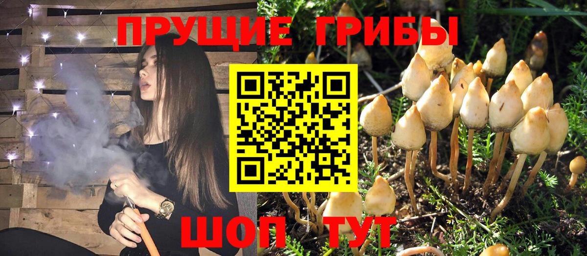 Красный Сулин  Псилоцибиновые грибы GOLDEN TEACHER  Вход с VPN 